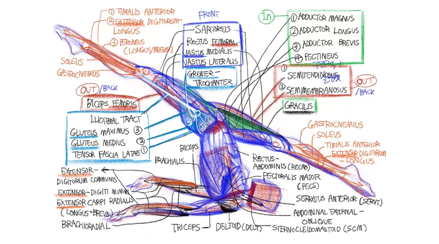[12-2] 심화 응용 - 해부학 [Anatomy] thumbnail