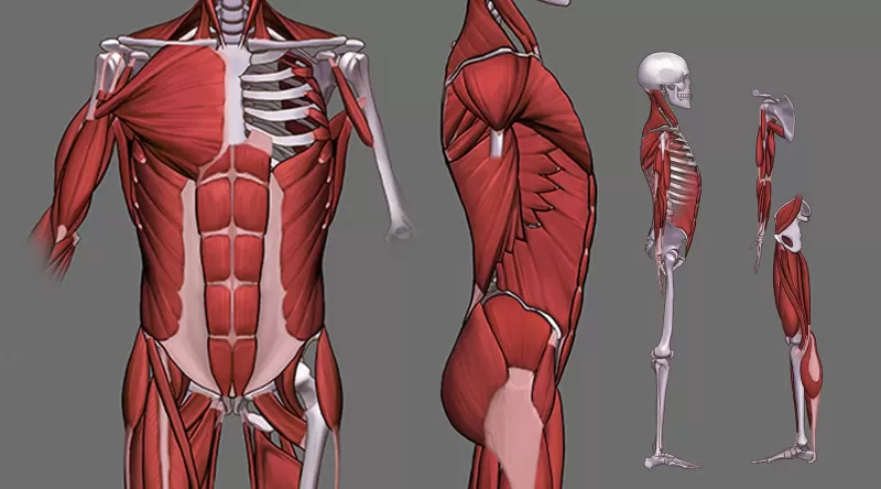 [4-1] 근육을 위한 베이스 thumbnail