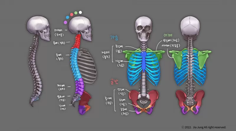 [3-1] 전신의 뼈 thumbnail