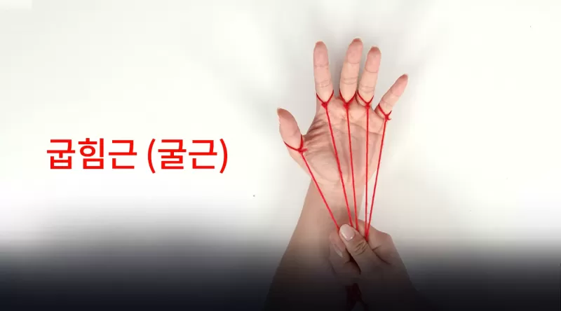 [8-1] 아랫팔 안쪽 thumbnail