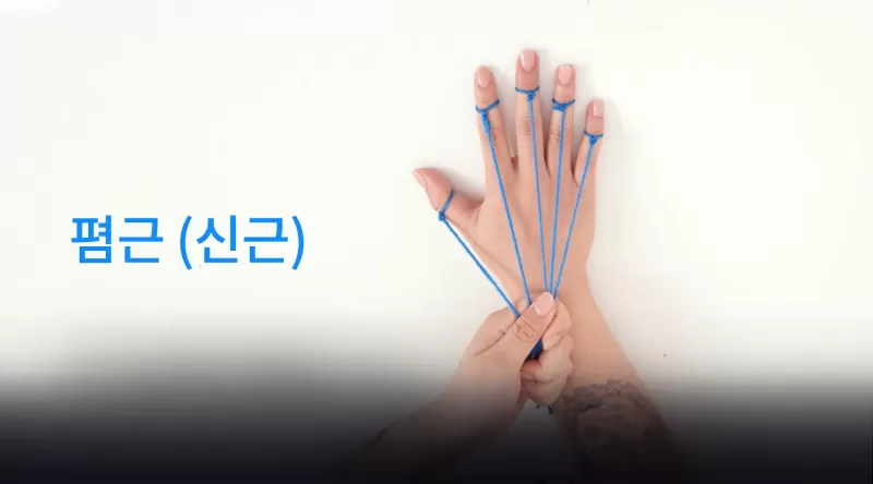 [8-2] 아랫팔 바깥쪽 thumbnail