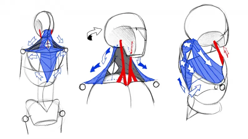 [4-3] 상체 뒷면 thumbnail