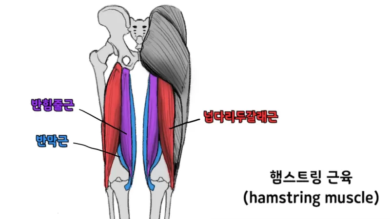 [5-2] 하체 허벅지 뒷면 thumbnail