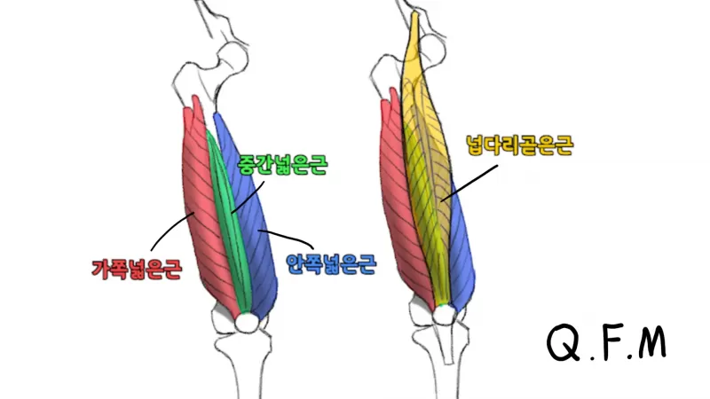 [5-1] 하체 허벅지 앞면 thumbnail