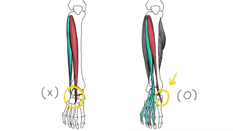 [6-2] 하체 종아리 바깥쪽 thumbnail